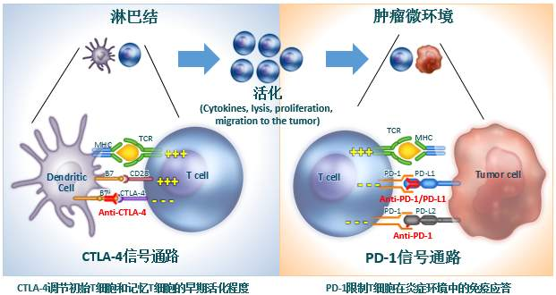 治疗小细胞肺癌最新药物的研究与应用